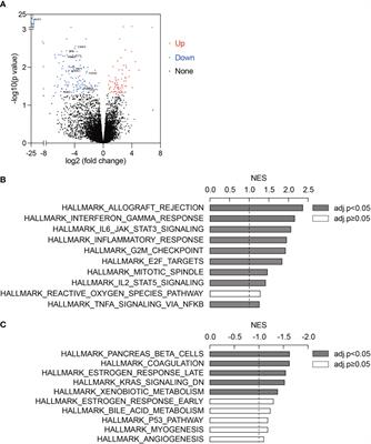 An estrogen response-related signature predicts response to immunotherapy in melanoma
